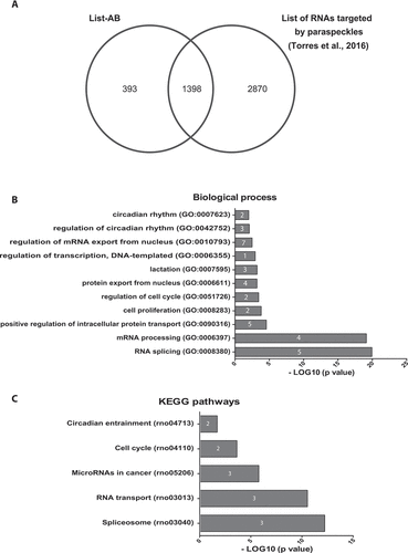 Figure 4. Functional analysis of direct Neat1 RNA targets. A. Venn diagram representation of the overlap between total RNA paraspeckle targets [Citation12] and direct Neat1 RNA targets (List-AB). B-C David analysis of direct Neat1 RNA targets. B. Examples of biological process terms identified by the Gene Ontology analysis and sorted according to their p-value in Log10; fold enrichment is given inside histogram bars. C. Pathways identified by the KEGG Classification System and sorted according to their p-value in Log10; fold enrichment is given inside histogram bars