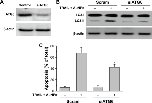 Figure S5 ATG6 was silenced by specific siRNAs in Calu-1 cells, and cells were exposed to combination treatment.Notes: (A) The efficiency of siRNAs was indicated by Western blotting analysis. (B) Cell lysates were processed for immunoblotting analysis using antibodies against LC3. (C) Apoptosis was determined by analysis of subG1-DNA content. *P<0.05, compared to the TRAIL and AuNPs group.Abbreviations: ATG-6, autophagy-related-gene-6; AuNPs, gold nanoparticles; siRNA, small interfering RNA; TRAIL, tumor necrosis factor-related apoptosis-inducing ligand.