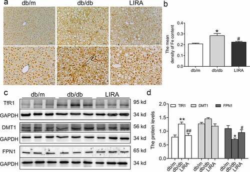 Figure 4. The iron levels and iron-related transportproteins in the liver tissue of db/db mice. (a) The Perls’ staining of liver tissue (n = 3). (b) The mean density of Fe content as shown in panel A. (c-d) The expression and statistics of TfR1, DMT1 and FPN1 proteins (n = 6). The results are presented as the mean ± SEM. *p < 0 05, **p < 0 01 vs. db/m group. #p < 0 05, ##p < 0 01 vs. db/db group.