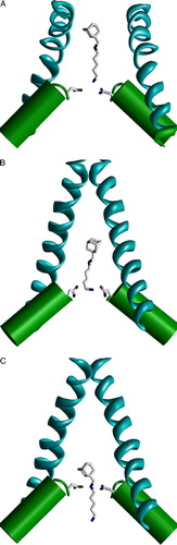 Figure 10.  Binding of the dicationic adamantane derivative IEM-1754 to the open and closed models of the NMDA receptor channel. Asn residues of the ‘N’-site are shown as sticks. (A and B) IEM-1754 binds to the N site by the terminal amino group. Binding modes in the open channel model (A) and in the closed channel model (B) are different due to the limited space in the closed channel cavity. The permeation of the tail through the selectivity filter allows binding of the secondary amino group to the ‘N’-site (C). Unlike the shallow binding mode (A), this deep binding mode permits channel closure and trapping. This figure appears in colour in Molecular Membrane Biology online.