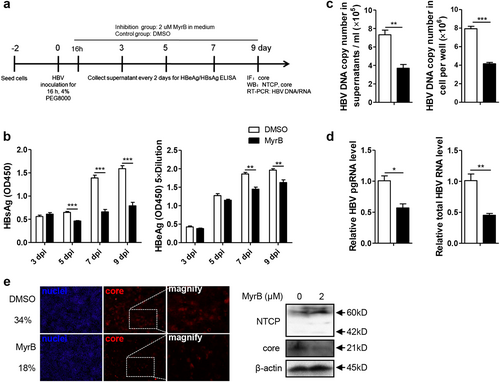 Fig. 3 MyrB inhibits HBV replication at the postentry step in an in vitro infection system.a Experimental layout: Huh7-NTCP cells were seeded in 12-well plates and inoculated with HBV in the presence of 4% PEG8000 for 16 h. Next, the cells were cultured with culture medium with 2 μM MyrB or equivoluminal DMSO added. b HBsAg and HBeAg were analyzed by ELISA (n = 4). c Supernatant HBV DNA, intracellular HBV DNA, d HBV pgRNA and total RNA were detected by real-time PCR (n ≥ 3). e Cells were fixed and immunostained with an antibody against the core protein (red) (magnification ×100); intracellular core protein was also detected by western blotting. A two-tailed t-test was used to determine differences in multiple comparisons. *P < 0.05, **P < 0.01, ***P < 0.001