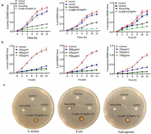 Figure 5. Antibacterial activity of CS/Cur@β-CD/AgNPs dressing. (a) Bacterial viability of P. aeruginosa, S. aureus and E. coli treated with four nanoparticles. (b) Bacterial viability of P. aeruginosa, S. aureus and E. coli treated with different concentrations of Cur@β-CD/AgNPs CS nanofibers. (c) The inhibition zone of nanofibers on P. aeruginosa, S. aureus and E. coli.