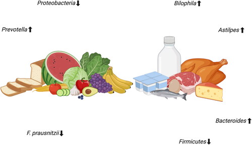 Figure 2. The impact of plant-based and animal-based foods on microbiota composition. Created with BioRender.com.