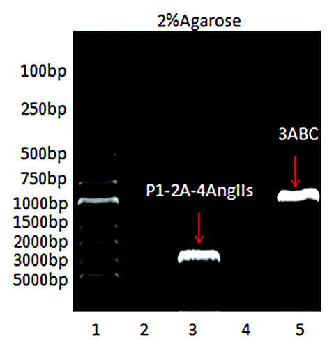 Figure 2. RT-PCR analysis. Lane 1: DL5000 DNA marker; Lane 2:Detection of P1–2A-4Ang IIs in normal sf9 cells; Lane 3: Detection of P1–2A-4Ang IIs in infected sf9 cells; Lane 4: Detection of 3ABC in normal sf9 cells; and Lane 5: Detection of 3ABC in infected sf9 cells.