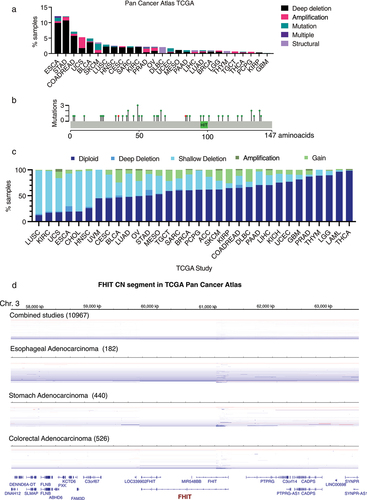 Figure 2. (a) For each cancer type grouped by TCGA study, relative fractions of deep deletions, amplifications, mutations, multiple alterations, and structural variations are indicated. Only those studies where some samples harbor FHIT alterations are shown. TCGA abbreviations are esophageal carcinoma (ESCA), stomach adenocarcinoma (STAD), colorectal adenocarcinoma (COADREAD), uterine carcinosarcoma (UCS), bladder urothelial carcinoma (BLCA), skin cutaneous melanoma (SKCM), lung squamous cell carcinoma (LUSC), head and neck squamous cell carcinoma (HNSC), cervical squamous cell carcinoma and endocervical adenocarcinoma (CESC), sarcoma (SARC), kidney renal clear cell carcinoma (KIRC), prostate adenocarcinoma (PRAD), ovarian serous cystadenocarcinoma (OV), lymphoid neoplasm diffuse large B-cell lymphoma (DLBC), uterine corpus endometrial carcinoma (UCEC), mesothelioma (MESO), pancreatic adenocarcinoma (PAAD), liver hepatocellular carcinoma (LIHC), lung adenocarcinoma (LUAD), breast invasive carcinoma (BRCA), brain lower grade glioma (LGG), thymoma (THYM), testicular germ cell tumors (TGCT), thyroid carcinoma (THCA), pheochromocytoma and paraganglioma (PCPG), kidney renal papillary cell carcinoma (KIRP) and glioblastoma multiforme (GBM). (b) Schematic representation of point mutations in FHIT gene from TCGA pan-cancer studies. In green, missense mutations. In red, splice mutations. (c) FHIT copy number proportions including deep deletion, shallow deletion, diploid, gain and amplification are shown for 32 TCGA pan-cancer studies. The stacked proportion bar chart is sorted by increasing diploid fraction. (d) Segmented copy number data for combined studies (n = 10967), stomach adenocarcinoma (n = 440), esophageal adenocarcinoma (n = 182) and colorectal adenocarcinoma (n = 526) samples from cBioportal. Genomic regions surrounding FHIT locus is shown (chr3:57,472,814 –63,497,314). Red: CN gain. Blue = CN Loss.