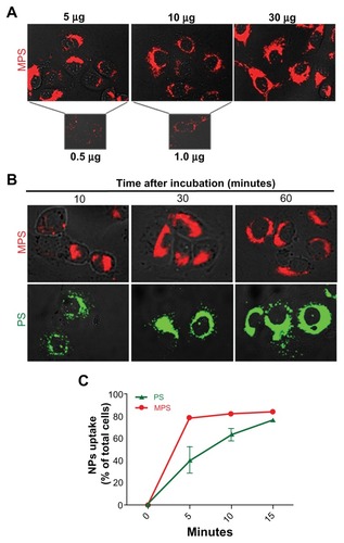 Figure 2 Dose-dependent and time-dependent cellular accumulation of nanoparticles. (A) Cells adherent on coverslips were exposed to different concentrations of 10 nm naked mesoporous silica nano-particles for 5 minutes and imaged by fluorescence microscopy. (B) Adherent cells exposed to 10 μg/mL of 10 nm naked mesoporous silica nanoparticles or 75 μg/mL of COOH-polystyrene nanoparticles for the time indicated as imaged by fluorescence microscopy. (C) Cytofluorometric evaluation of labeled cells incubated with 10 μg/mL of 10 nm naked mesoporous silica nanoparticles or 75 μg/mL of 30 nm COOH-polystyrene nanoparticles for increasing periods of time.
