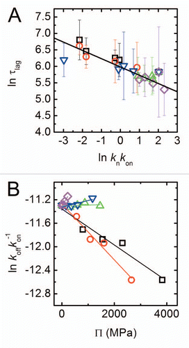 Figure 4 Scaling of kinetic constants. (A) Scaling of nucleation lag time τlag with nucleation rate knkon as determined from a fit to EquationEquations 1dPdt=kb[M(t)−(2nc−1)P(t)]+knm(t)nc and Equation2dMdt=[2m(t)kon−nc(nc−1)kb−koff]P(t)+ncknm(t)nc. The scaling law is τlag ∼(knkon)−0.25. (B) Apparent monomer-fibril dissociation constant as a function of osmotic pressure. Lines are linear fits of the data; symbols as in Figure 1D.