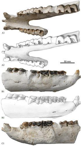 Figure 1. Mandible of Eggysodon lingwuensis sp. nov. from the Qingshuiying locality, Ningxia, China. A, occlusal view; B, right view; C, left view.