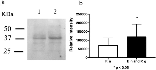 Figure 2. Quantification of FomA using immunoblotting. (a) Immunoblot analysis of Fusobacterium nucleatum TDC 100 cocultured with Porphyromonas gingivalis ATCC 33277. Lanes 1: F. nucleatum TDC 100 alone; 2: F. nucleatum TDC 100 with P. gingivalis ATCC 33277. The blotted membrane was detected using an antibody against F. nucleatum FomA, and the reacted band was detected using horseradish peroxidase conjugated goat anti-rabbit antibody. (b) A comparison of the intensity of the 39-kDa bands. Data are shown as mean ± standard deviation. *p < 0.05 by Student’s t-test.