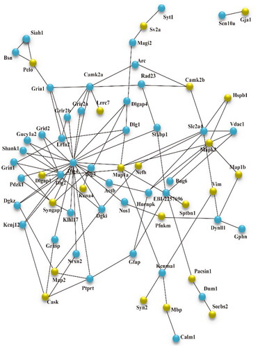 Figure 5. STRING analysis revealed protein interaction networks in SFO phosphoproteome in the HC/NC comparison group. Interactions of the identified phosphoproteins were mapped using the Search Tool for the Retrieval of Interacting Genes/Proteins database version 9.0 with a confidence cutoff of 0.6. Proteins are presented as nodes connected by lines in the resulting protein association network. The yellow node is the target protein, and the blue node is the other protein that does not directly interact with the target protein. NC: 5/6 Nx + normal salt diet + normal salt diet; HC: 5/6 Nx + high salt diet; 5/6 Nx: 5/6 nephrectomy; SFO: subfornical organ.