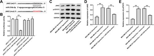 Figure 6 JAK2 is a direct binding target of miR-216b-5p. (A) Schematic diagram of binding sites between JAK2 and miR-216b-5p. (B) Luciferase activity analysis in 293T cells co-transfected with the JAK2-wt/mut plasmids together with miR-216b-5p mimics. (C–E) HUVECs were treated with indicated exosomes, exosomes + mimics-ctrl or exosomes + miR-216b-5p mimics. Western blot analysis of JAK2, p-STAT3 and STAT3 expressions in HUVECs. **P<0.01; n = 3.