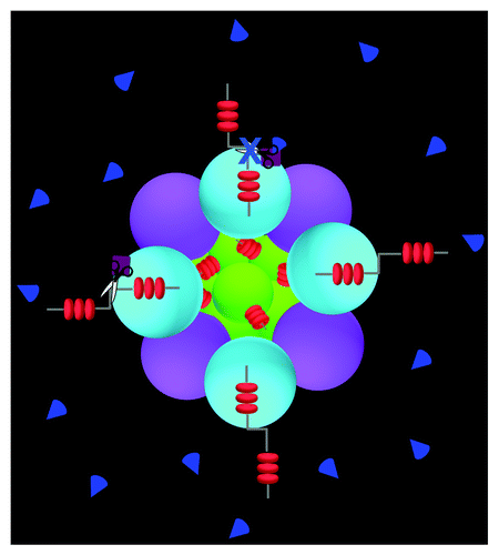 Figure 1. Cancer stem cells (CSCs) are key contributors to tumor chemoresistance due to their ability to survive platinum-based chemotherapies. Pictured is a graphical representation of a Notch-dependent ovarian tumor that accumulates drug-resistant CSCs (green circles) and acquires platinum resistance. Differentiated Notch-dependent non-CSC tumor cells are shown in light blue circles. McAuliffe et al.Citation7 shows that tumor sensitivity to platinum is restored when the γ-secretase complex (plum), which cleaves and activates the Notch receptor (red), is targeted with γ-secretase inhibitor I (GSI, navy blue triangles).