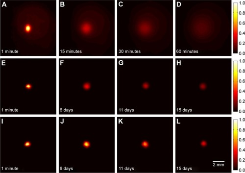 Figure 3 Fluorescence image sequences for free dye, 30 nm NP, and 200 nm NP diffusion over time.Notes: (A–D) Fluorescence image sequence of a representative phantom with Alexa Fluor 750 dye diffusion at 1, 15, 30, and 60 minutes, respectively. (E–H) Fluorescence image sequence showing 30 nm nanoparticle phantom diffusion for 1 minute, 6, 11, and 15 days. (I–L) Fluorescence image sequence showing 200 nm nanoparticle phantom diffusion for 1 minute, 6, 11, and 15 days. All images are normalized to the maximum at minute 1.Abbreviation: NP, nanoparticle.