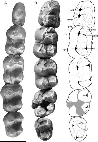 Figure 7. Occlusal view of the lower cheek teeth of species of maradid and mukupirnid. A, Marada arcanum left dentary (holotype, QM F42738: image flipped), modified from Black (Citation2007). B, Mukupirna fortidentata right dentary (Paratype, NTM P12000), with annotated line drawings. Scale bar equals 10 mm. Abbreviations: end, entoconid; hyd, hypoconid; lcd, lingual cingulid; med, metaconid; pacd, paracristid; pcd, precingulid; prd, protoconid.