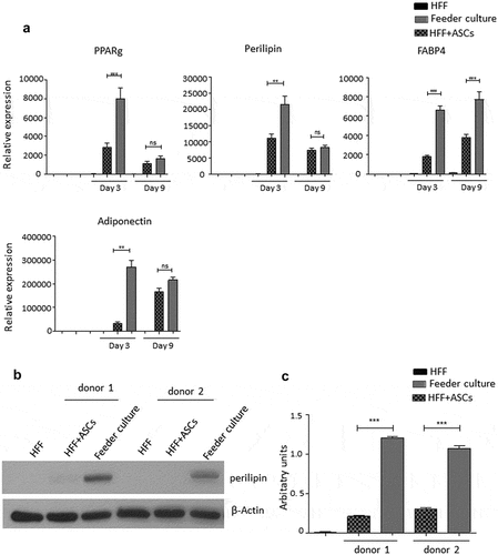 Figure 2. Adipogenic differentiation of human ASCs is enhanced upon feeder with HFFs. Cells were grown according to the scheme shown in Figure 1. Adipogenesis was induced, lysates were prepared and PPARγ2, perilipin, FABP4 and adiponectin mRNA expression was estimated at d 3 and 9 post differentiation. Gene expression before differentiation induction was taken as 1, and fold changes in gene expression were calculated. Graphs are representative of 2 biological repeats (a). Perilipin protein expression was analysed by Western blot, β-actin was used as input control (b). Perilipin and β-actin band intensities were quantified using ImageJ software and ratio of perilipin to β-actin was plotted as arbitrary units (c). All error bars represent the means ± SEM. p* p < 0.05, **p < 0.001 and ***p < .0001. Analysis of variance (ANOVA) is applied for (a) and (c).