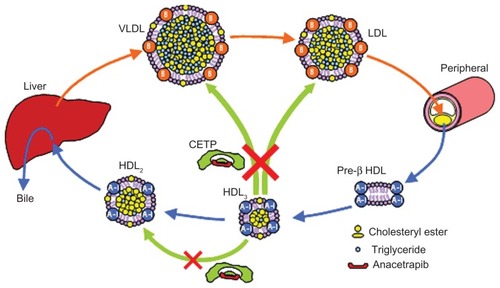 Figure 8 The effects of anacetrapib on CETP-mediated cholesterol transport.