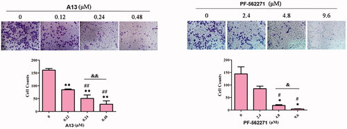 Figure 8. (A) Transwell assay was performed to show the effect of indicated concentrations of PROTAC A13 and PF-562271 on A549 lung cancer cell invasion. (B) Quantitative analysis of transwell assay by PROTAC A13 and PF-562271. The Invasion ratio of A549 cells treated with A13 or PF-562271 was measured by transwell assay. (mean ± SD, n = 3). *p < 0.05, **p < 0.01 vs CON; #p < 0.05, ##p < 0.01 vs 1/8 IC50; &p < 0.05, &&p < 0.01 vs 1/4 IC50.