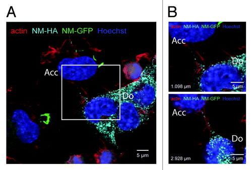 Figure 3. NM-HA aggregates in actin-rich protrusions. (A) Confocal image of a coculture of donor clone 2E (Do) and acceptor cells (Acc) expressing soluble NM-GFP. Cells were fixed after 48 h for immunofluorescence staining. The image shows one layer of a Z-stack. NM-HA aggregates of clone 2E were stained with anti-HA antibody (light blue) and F-actin was stained with iFluor-546-Phalloidin (red). The image shows transmitted light (gray) and NM-GFP in green. Nuclei were stained with Hoechst (blue). NM-GFP in the acceptor cell localizes in inclusions. The white square indicates the inset shown in B. (B) Excerpts of two layers of the Z-stack described above. The distance between the two layers is 1.830 μm. The distances to the bottom are indicated. The images show NM-HA aggregates in actin-rich protrusions between donor and acceptor cell. (Scale bar = 5 μm).