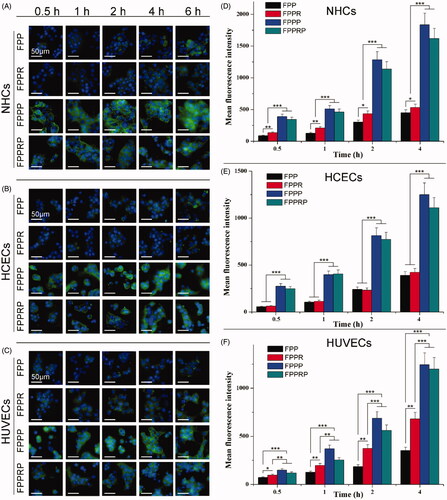 Figure 5. Fluorescence microscopy images of the cellular uptake of various NCs at different time in NHCs (A), HCECs (B), and HUVECs (C) (blue for the nuclei, green for the NCs, scale bar = 50 μm). Mean fluorescence intensity of various NCs in NHCs (D), HCECs (E), and HUVECs (F) for 4 h (n = 3, mean ± SD; *p < .05, **p < .01, ***p < .001).