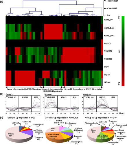 Figure 3. Hierarchical and K-mean clustering of protein expression patterns of 53 differentially expressed proteins in three indica rice cultivars under water stress. Protein expression patterns of rice cultivar KDML105 (KDML), NSG19 (NSG), and IR20 (IR) under control conditions (C0) and conditions of water stress (D) for 48 and 96 h were clustered using the Multi Experiment Viewer (MEV) software. Hierarchical clustering input data were the fold-induction/reduction of proteins, the values of which were calculated by dividing the peak area of each protein at the defined stress condition by the peak area of the same protein at the control condition (a). Each row represents an individual sample and each column represents an individual protein. Red indicates up-regulation; green, down-regulation; and black, no change in the relative protein expression. Protein patterns were clustered by K-mean gene clustering into three groups: Group I: up-regulated in IR20; Group II: up-regulated in KDML105; Group III: up-regulated in NSG19 (b). The biological function of the significantly differentially expressed proteins in each group was defined by searching throught the InterPro database (http://www.ebi.ac.uk/interpro) (c).