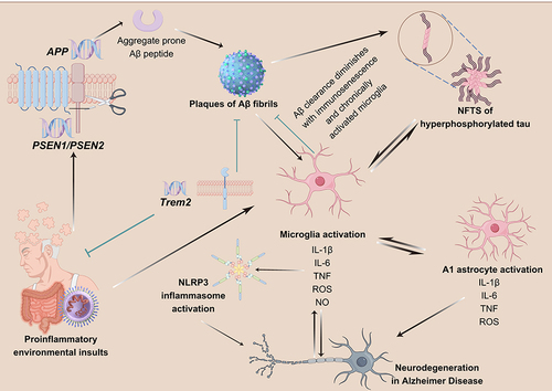 Figure 7 The role of NLRP3 inflammasome in AD.Citation147 (Microglia are activated in response to DAMPs from Aβ plaques, and are mobilized to eliminate them. However, prolonged activation of microglia and immunosenescence can reduce their effectiveness over time. TREM2 plays a role in regulating the activity and survival of microglia. Mutations in TREM2 can affect the ability of microglia to regulate cytokine production and clear neural debris. Failure to clear Aβ plaques can lead to the formation of NFTs, triggered by both the plaques and the persistently activated microglia. Additionally, hyperphosphorylated tau protein can further stimulate microglia.