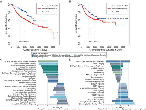 Figure 2. Survival analyses and pathway enrichments for lung cancer patients in ever- and never-smokers. (A) Overall survival of lung adenocarcinoma patients in ever- and never-smokers. (B) Recurrence-free survival of lung adenocarcinoma patients in ever- and never-smokers. (C) Pathways enriched by genes significantly downregulated (left) and upregulated (right) in tumor samples from smokers as compared with those from never-smokers. (D) Pathways enriched by DEGs in the tumor-normal comparison in never-smokers (left) and in ever-smokers (right).