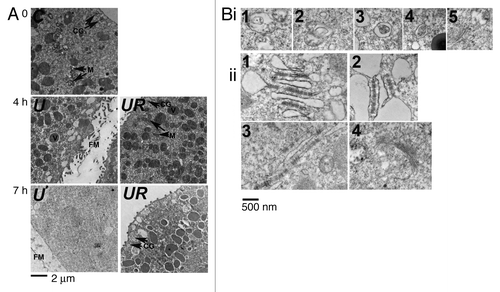 Figure 7. Roscovitine leads to the formation of autophagic vacuoles in U0126-treated eggs. (A) EM observation. C, R, U and UR are as described in Figure 3. Eggs were either untreated (0) or treated for 4 h or 7 h. Cytoplasm of eggs treated for 7 h with U0126 and roscovitine (UR) retained the general aspect seen in control eggs with visible intracellular compartments including mitochondria (M), vitellin platelets (V) or cortical granules (CG). On the contrary, U0126 treated eggs showed elevation of a fertilization membrane (FM) after 4 h and no clear intracellular structure was visible 7 h after treatment. Eggs treated with roscovitine only appeared as per the control eggs (not shown). (B) Observation at higher magnification of eggs treated for 7 h with U0126 and roscovitine. (i) Five examples (1 to 5) of membrane-enclosed structures that resemble autophagosomes. (ii) Various areas containing ER that appeared very dilated (1 to 2) or containing undilated ER (3) or Golgi (4).