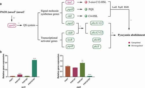 Figure 7. Interactions of mvaT and mvaU to control biosynthesis and signaling systems of pyocyanin. A: When mvaT and mvaU were knockout, expression of qsrO was significantly increased, which led to the decreased expression of genes coding signal molecule synthetases (pqsH, rhlI, and pqsE) and transcriptional activators (rhlR, lasR, and pqsR). The lower expression levels of phzA1-G1 and phzA2-G2 caused by decreased expression of rhlR and pqsE, together with lower expression levels of phzM, phzS and the decreased formation of signal-transcriptional activator complexes resulted in pyocyanin abolishment. B: Relative gene expressions of qsrO and pqsE detected by Real-Time PCR. Data were calculated with one-way ANOVA and Bonferroni’s multiple comparisons, in comparison to P. aeruginosa PAO1, **P< 0.01, ****P< 0.0001