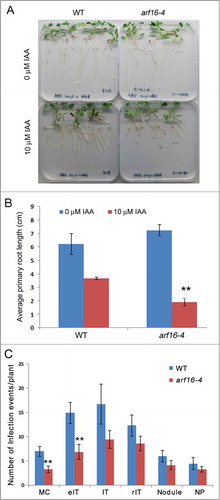 Figure 1. Auxin response and nodulation phenotype of M. truncatula arf16a-4 mutant. (A) and (B) The inhibition of primary root growth by 10µM indole acetic acid in the wild type (R108) and arf16a-4 (NF4811). The picture (A) and histograms (B) show plants 14 d after germination. (C) Quantification of different stages of infection and development of nodule primordia in the wild type and arf16a-4 mutants 7 dpi with S. meliloti. Infection events and nodule primordia were scored 7 dpi with S. meliloti 1021 carrying pXLGD4 (LacZ) after LacZ staining. IT, fully elongated infection thread in root hair; eIT, elongating infection thread in root hair; MC, microcolony; rIT, ramified infection thread in cortex; NP, nodule primordium. Bar = SE. Significant (Student's t-test) differences between the wild type and mutant are marked with asterisks (**P < 0.01).