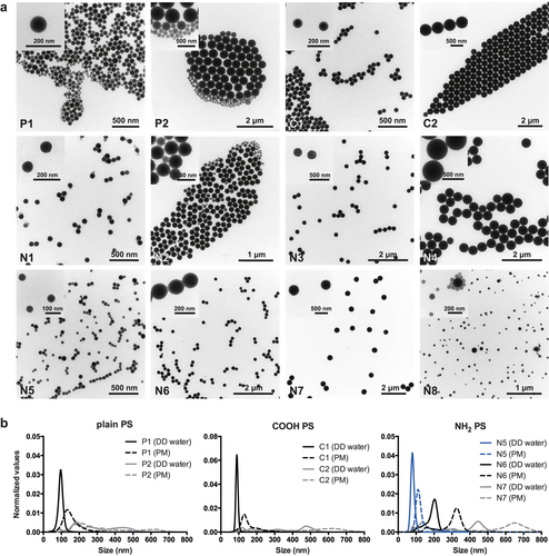Figure 1. (a) TEM micrographs of PS bead suspensions in DD water with low and high magnification (upper left corner). (b) Size distribution of PS beads in DD water and PM was determined by nanoparticle-tracking analysis.