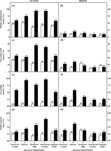 Figure 3.  Content of organic solutes in five peanut genotypes after 20 days grown under control (open bars) or withholding water (closed bars) conditions. (a) Soluble carbohydrates in leaves and (b) in roots; (c) free amino acids in leaves and (d) in roots; (e) free proline in leaves and (f) in roots; (g) soluble protein in leaves and (h) in roots. Additional details as in Figure 1.