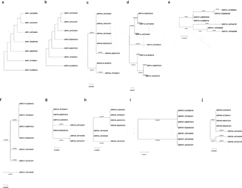 Figure 4. NJ phylogenetic tree of ten ORF sequences of 7 VZV strains. Each tree was constructed using the Neighbor-Join method and BioNJ algorithms. Branch lengths are proportional to the divergence between the tax. (a) ORF1, (b) ORF5, (c) ORF9A, (d) ORF14, (e) ORF31, (f) ORF37, (g) ORF50, (h) ORF60, (i) ORF67, (j) ORF68.