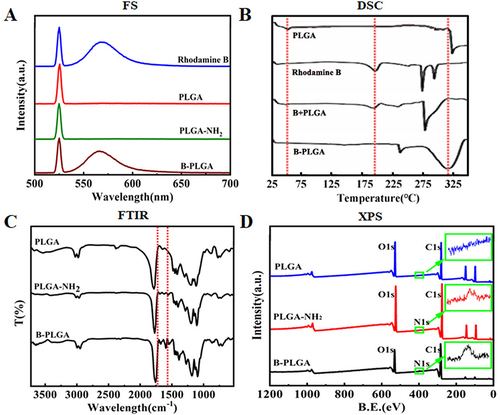 Figure 2 Characteristics of B-PLGA, PLGA-NH2 and PLGA. (A) Fluorescence spectra (FS). (B) Fourier-transform infrared spectra (FTIR). (C) Differential scanning calorimetric curve (DSC). (D) X-ray photoelectron spectra (XPS).