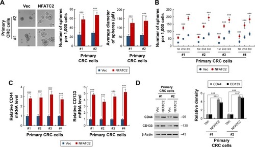 Figure 2 Overexpression of NFATC2 promotes the stemness of CRC cells. (A, B) Sphere formation assay of NFATC2-overexpressing and control primary CRC cells. Primary CRC cells were isolated from the cancer tissues of CRC patients (No 1 and 2). The 1st passaged spheres were obtained by suspension culture for 15 days and the number and average diameters of the spheres were counted (A). The number of 1st, 2nd, and 3rd passaged spheres isolated from the cancer tissues of CRC patients (No 1, 2, 3, and 4) was also counted (B). (C) qRT-PCR analysis of CD44 (left) and CD133 (right) in NFATC2-overexpressing and control primary CRC cells. Primary CRC cells were isolated from the cancer tissues of CRC patients (No 1 and 2). NFATC2-overexpressing and control cells were generated by lentivirus delivery system. (D) Western blot analysis of CD44 and CD133 in NFATC2-overexpressing and control primary CRC cells. Data are represented as mean ± SD; ***P<0.001; two-tailed Student’s t-test.