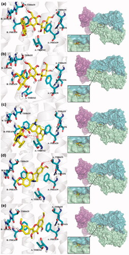 Figure 5. Binding modes of the top five ranked compounds to ABCG2: Cpd267 (a), Cpd277 (b), Cpd13824 (c), Cpd15730 (d) and Cpd5759 (e). The dashed lines represent hydrogen bond or Pi-Cat stacking.