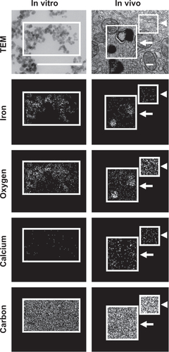 Figure S5 Visualization of anti-ICAM NCs by TEM and EDS. Antibody-coated iron oxide nanoparticles were directly coated onto microscope grids (in vitro, left column), or orally gavaged in mice followed by isolation 10 minutes later and processing of GI duodenal tissue sections (in vivo, right column).Notes: Samples were imaged by TEM (upper row) and analyzed by EDS to detect iron, oxygen, calcium, and carbon signatures. White boxes indicate the region of analysis. White arrows indicate electron-dense vesicular compartments within GI epithelial cells, while white arrowheads represent non-vesicular compartments. Scale bar = 200 nm.Abbreviations: ICAM, intercellular adhesion molecule; TEM, transmission electron microscope; EDS, energy dispersive X-ray spectroscopy; GI, gastrointestinal.