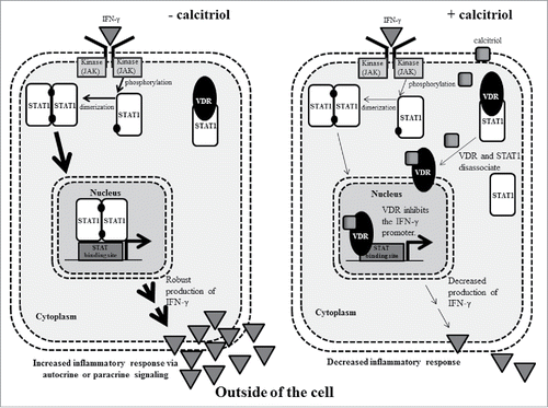 Figure 9. A working model that demonstrates how calcitriol decreases inflammatory cytokine signaling in LGLL cells. In the left panel, IFN-γ binds its receptor which leads to phosphorylation of STAT1. The phosphorylated STAT1 monomer is able to dimerize then enter the nucleus to cause transcription of IFN-γ, increasing IFN-γ output, which could act in an autocrine or paracrine fashion to propagate inflammation. In the right panel, calcitriol enters the cell and binds to VDR. VDR is released from its constitutive STAT1 interaction and translocates to the nucleus. In this example, it binds and inhibits the IFN-γ promoter. Ultimately, this leads to decreased IFN-γ output. The Discussion describes these mechanisms in greater detail.