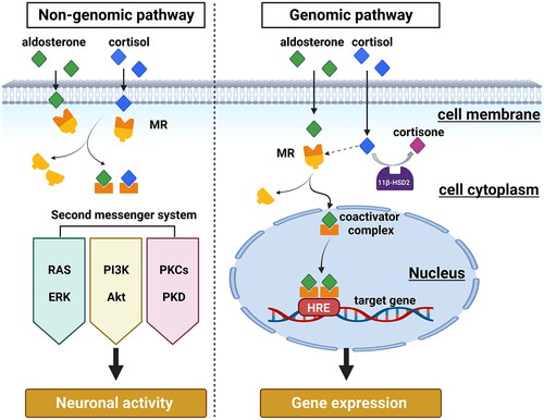 Figure 1. Schematic representation of intracellular genomic and non-genomic signaling pathways following MR ligand binding. Rapid MR signaling via non-genomic pathways activates downstream receptor kinases and second messenger systems, ultimately leading to alterations in neuronal activity. Conversely, for the genomic pathway, ligand-activated MR dissociates from its chaperone protein complex, translocates to the nucleus and regulates gene transcription of HRE-containing target cells. In 11ß-HSD2 containing cells the main natural ligand of MR is aldosterone, as the high-affinity ligand cortisol (or corticosterone) will be converted. In cells not containing 11ß-HSD2, as for example many neurons, the main ligand for MR is cortisol or corticosterone. MR: mineralocorticoid receptor; HRE: hormone response element; RAS: renin-angiotensin system; ERK: extracellular signal-regulated kinase; PI3K: Phosphatidylinositide 3-kinases; Akt: protein kinase B; PKC: protein kinases C; PKD: protein kinases D. (Illustration is created with Biorender.com).