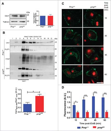 Figure 7. CAV1 is arrested in lipid rafts in the absence of PRNP. (A) Western blot analysis of CAV1 protein expression in cell extracts isolated from Prnp+/+ and prnp0/0 astrocytes. TUB1A1 was used as a loading control. Histogram (right side) shows densitometry analysis of CAV1 expression relative to TUB1A1 expression. (B) Western blot analysis of CAV1, FLOT1, and PRNP protein levels in lipid rafts isolated by sucrose density fractionation from Prnp+/+ and prnp0/0 astrocytes. An equal volume of each fraction was analyzed. Histogram (below) shows densitometry analysis of lipid raft CAV1 expression relative to total CAV1 expression. (C) Fluorescence microscopy analysis of CTxB (green) in representative Prnp+/+ and prnp0/0 astrocytes incubated with Alexa Fluor 488-labeled CTxB for the indicated time points. Nuclear staining (DRAQ5, red). Scale bar: 10 μm. (D) Quantification of the average CTxB fluorescent signal in C. A.U., arbitrary units. Data information: (A,B,D) Data shown represent the mean ± SD from at least 3 independent experiments. A Student t test was used to assess statistical significance.*P < 0 .05, **P < 0 .001.