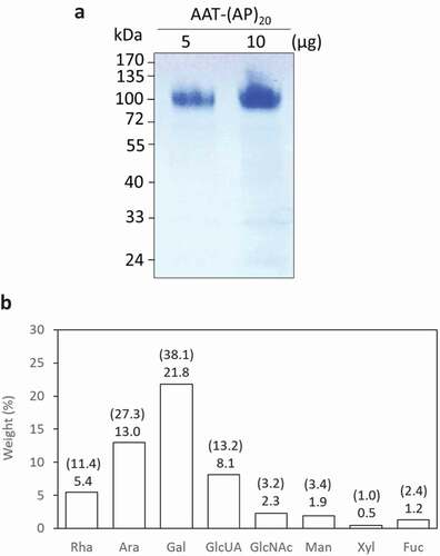 Figure 5. Biochemical characterization of recombinant AAT-(AP)20 fusion proteins. (a) SDS-PAGE separation of AAT-(AP)20 purified from the culture media. (b) Monosaccharide compositions of the AAT-(AP)20 fusion proteins. The weight percentage (wt %) of each sugar residue accounts for the total fusion protein is presented and the value indicated on the top of each bar. The number in brackets indicates the molar ratio of each sugar residue in the glycans attached to the AAT-(AP)20 polypeptide. Rha, Ara, Gal, and GlcUA are typical sugar residues of Hyp-glycans; GlcNAc, Man, Xyl and Fuc are typical sugar residues of N-glycans.