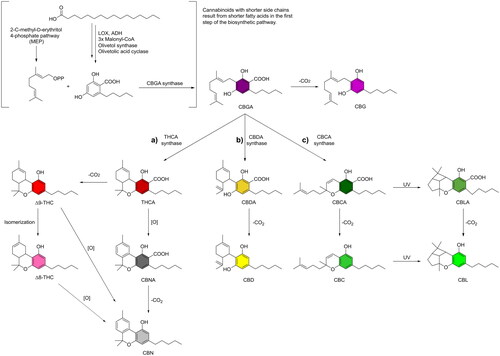 Figure 1. Formation of cannabinoids within Cannabis sativa.