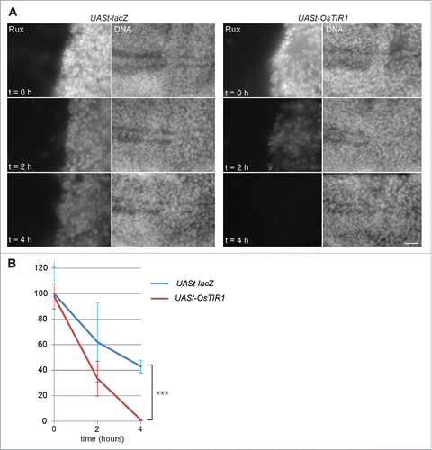 Figure 5. OsTIR1 does not cause auxin-independent Aid-Rux degradation. (A) en-GAL4, tubP-GAL80ts>UASt-aid-rux larvae with either UASt-lacZ or UASt-OsTIR1, as indicated, were grown initially at 18°C. GAL4-mediated expression of the UASt transgenes was induced for 24 h at 29°C. Larvae were then transferred for the indicated time (hours) into auxin containing liquid food. Wing imaginal discs were dissected and stained with anti-Rux and a DNA stain. OsTIR1 does not lower Aid-Rux levels before addition of auxin but results in rapid degradation after addition of auxin. Scale bar = 20 µm. (B) Anti-Rux signals in the posterior compartment of wing discs obtained in the experiment illustrated in (A) were quantified. Average signals were normalized with those observed in en-GAL4, tubP-GAL80ts>UASt-aid-rux, UASt-lacZ which were set to 100%; whiskers indicate s.d. (n = 3), *** p = 0.00013 (t-test).