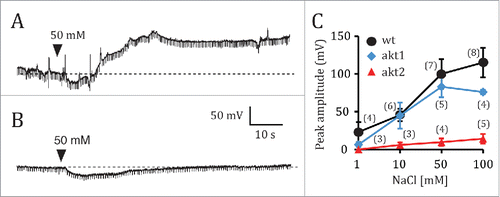 Figure 3. Electrophysiological responses of akt1 and akt2 mutants of Arabidopsis thaliana to NaCl root application. Electrical potentials induced by 50 mM NaCl to the root of akt1 (A) and akt2 (B). (C), Plot of the averaged maximum depolarization levels as a function of NaCl concentration for the wild type, and the akt1 and akt2 mutants. Data points represent mean ± s.e.m. Numbers in parentheses indicate the number of plants per NaCl concentration. Only one NaCl concentration per plant was tested. Whenever plants were exposed to several NaCl concentrations, a given NaCl solution was only applied after the effects of the previous NaCl solution had been completely washed out by manual solution exchange.