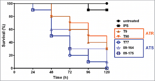 Figure 2. Survival of G. mellonella larvae following inoculation with different A. terreus isolates. Larvae were infected with 20 µL IPS containing 1 × 107 conidia of the respective A. terreus isolates and incubated at 30°C. Survival was monitored every 24 h over 144 h (6 days). (ATR: T9 and T90; ATS: T77, 09-164 and 09-175). Kaplan-Meyer curves represent one out of 3 experiments.