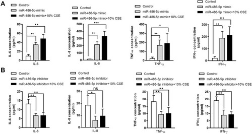 Figure 3 Association between inflammatory cytokines and miR-486-5p expression. IL-6, IL-8, TNF-α, and IFN-γ levels in cell supernatants were determined using ELISA kits. (A) IL-6, IL-8, TNF-α, and IFN-γ levels in cells after transfection with the miR-486-5p mimic. (B) IL-6, IL-8, TNF-α, and IFN-γ levels in cells after transfection with the miR-486-5p inhibitor. *P < 0.05; **P < 0.01; ***P < 0.001.