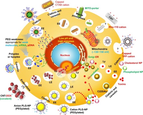 Figure 5 Intracellular targeting to organelles using physiochemical parameters of anticancer nanodrugs.Notes: Incorporating multiple intracellular stimulus and tailored physiochemical materials properties of NP can release the drug to the intracellular organelles, such as cytosol, nucleus, mitochondria, Golgi, and ER.Abbreviations: Ab, antibody; Au-NR, gold nanorods; CNT, carbon nanotube; CTAB, cetyl trimethylammonium bromide; DOX, doxorubicin; EE, early endosome; ER, endoplasmic reticulum; LE, late endosome; Ly, lysosome; MITO, mitochondria; pDNA, plasmid DNA; PLG-NP, poly(d,l-lactide-co-glycolide) nanoparticle; PEG, polyethylene glycol; Rho-110, rhodamine 110; siRNA, small interfering RNA; TPP, triphenylphosphonium; NP, nanoparticle.