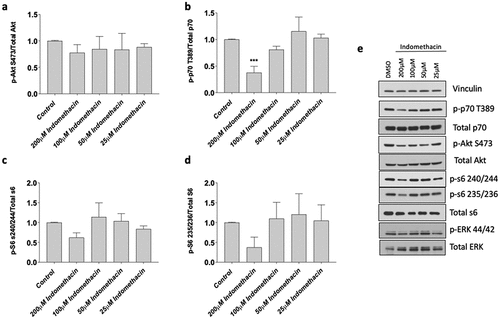 Figure 5. Effects of indomethacin on myogenic signaling. Myotubes were harvested after 72 h exposure to the indicated concentrations of indomethacin and protein was extracted. Western blotting was performed to evaluate the abundance of total and phosphorylated a) AKT (S473), b) p70S6K (T389), c) S6 (S235/236) and d) S6 (S240/244). Bands from phosphorylated p70S6K, AKT, and S6 were first normalized to total expression of these molecules, and then expressed relative to control, which was set at 1.0. Data are expressed as mean ± SD and represents 3 independent experiments (***p < 0.001; **p < 0.01; *p < 0.05).