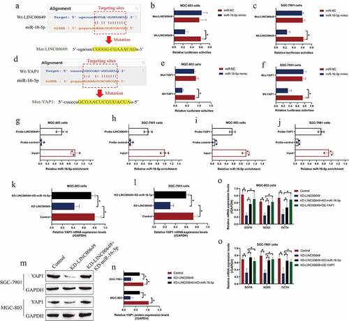 Figure 3. MiR-16-5p was able to target both LINC00649 and YAP1 in GC cells. (a, d) The tarting sites among LINC00649, miR-16-5p and YAP1 were predicted by miRDB software, and (B-C, E-F) the above targeting sites were validated by performing the following dual-luciferase reporter gene system assay. (g-j) RNA pull-down assay was performed to evaluate the binding abilities of miR-16-5p with LINC00649 and YAP1. (k, l) Real-Time qPCR and (m, n) Western Blot validated that LINC00649 positively regulated YAP1 via sponging miR-16-5p. (o, p) The mRNA levels of EGFR, SOX2 and OCT4 were examined by using the Real-Time qPCR analysis. Each experiment had three individual repetitions, and *P < 0.05 was regarded as statistical significance