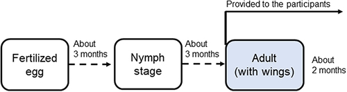 Figure 1 The lifespan of the oriental garden cricket (Teleogryllus emma). Fully-grown adult crickets, shortly after their wings were grown, were provided to the participants.