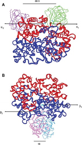 Figure 6. Molecular models of [Propyl-PEG5K-Val-1(α)]2-Hb and [Propyl-PEG5K-Val-1(β)]2-Hb. The α- and the β-globin chains are shown in red and blue, respectively. The models were generated as described under Experimental Procedures.